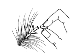 Black-and-white illustration of a hand holding a small rectangular object near the tip of a pine branch with needle-like leaves, suggesting placement or removal.