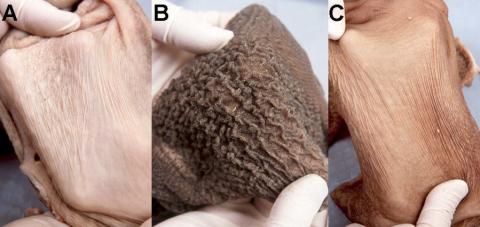 comparison of rumen papillae development