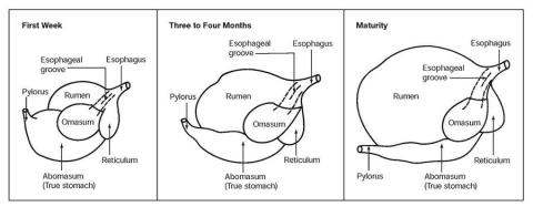 development of bovine stomach compartments