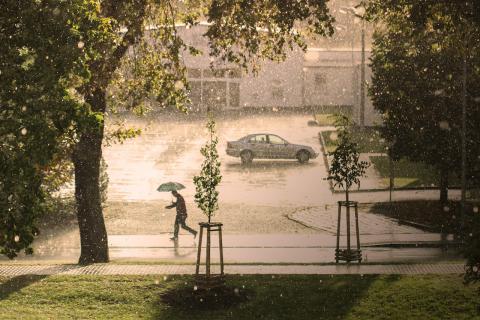 newly planted trees in city in the rain