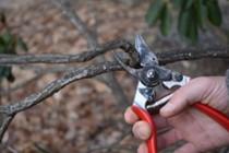 hand with pruners at a branch