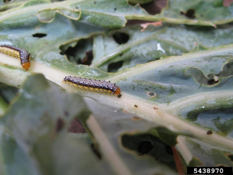 caterpillar on leaf