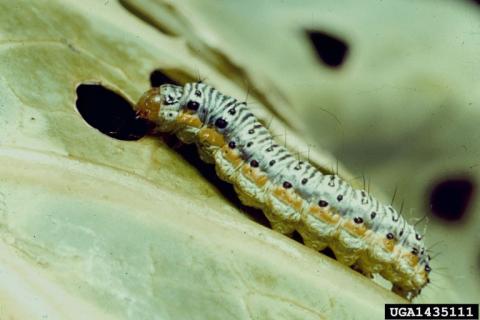 caterpillar