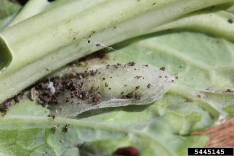 pupae on leave