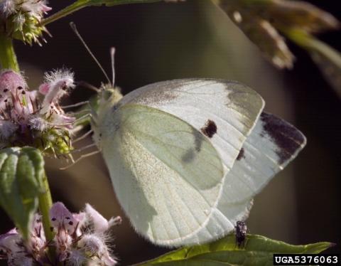 white butterfly on flower
