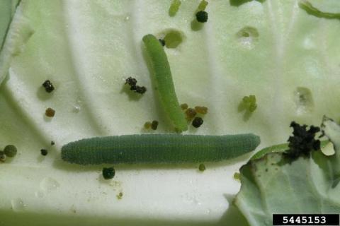 two green caterpillars are leaf