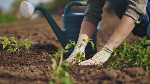 person planting tomato plant in soil
