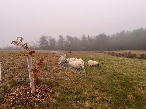 three sheep in a field