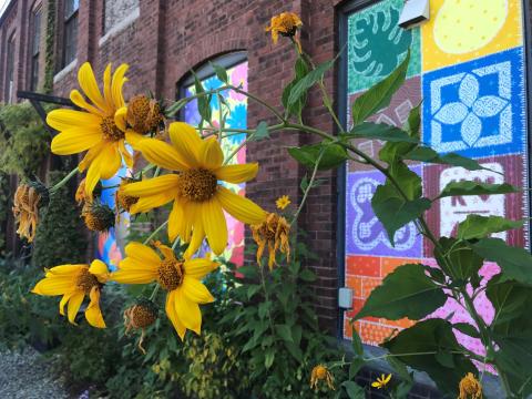 sunflowers near building