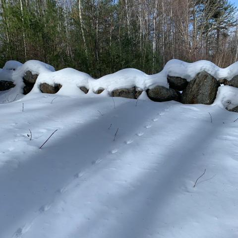 Mouse tracks in the snow