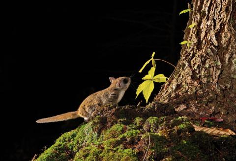Flying Squirrel