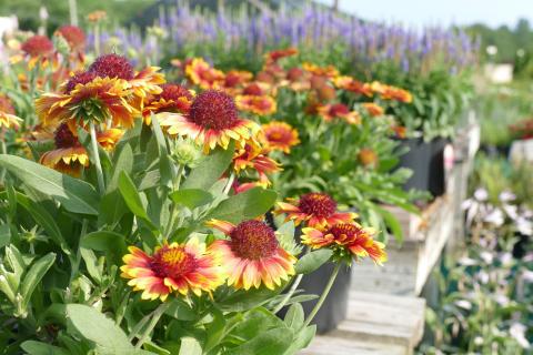 a row of cut pink and yellow cut flowers in a cut flower garden 