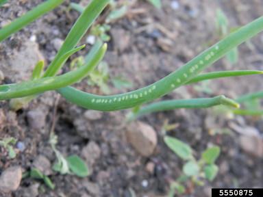 Allium leafminer (Phytomyza gymnostoma Loew, 1858)