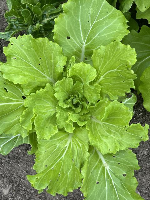 Flea beetle feeding damage