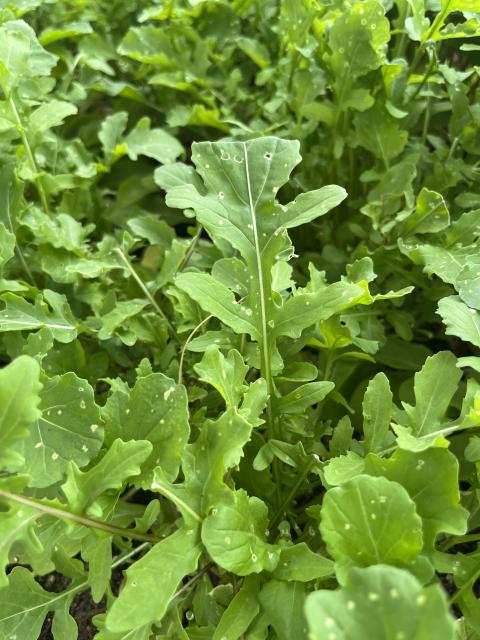 Flea beetle feeding damage