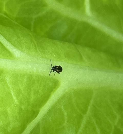 Striped flea beetle adult