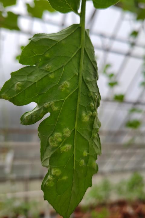 Tomato intumescence 2023