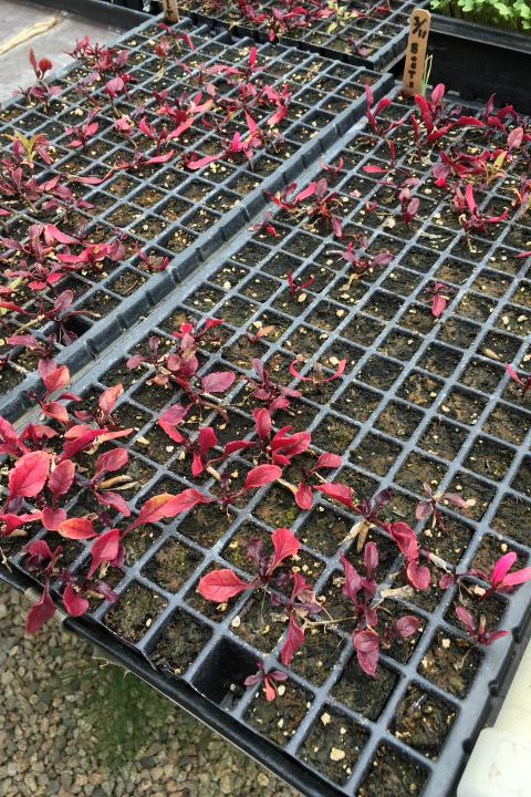 Suspected damping off in seedling trays