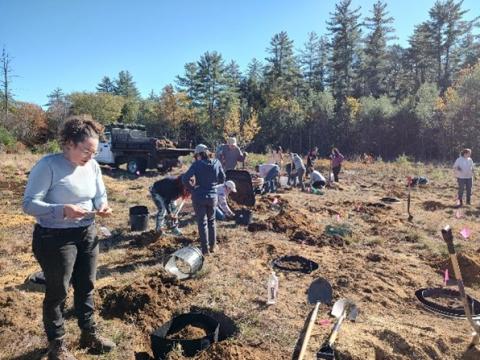 people digging holes to plant trees