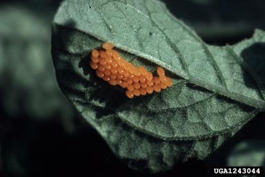 Colorado potato beetle (Leptinotarsa decemlineata)