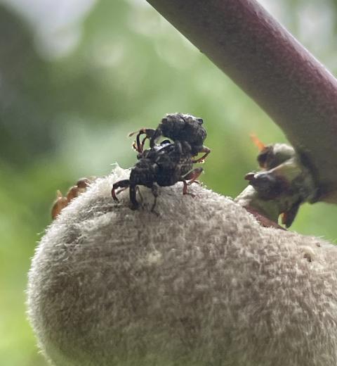 Curculio activity on peach.