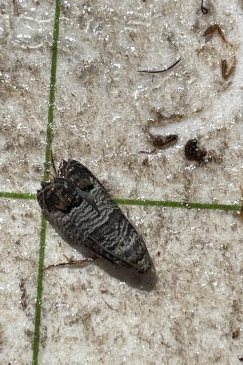 Codling moth adult on stick card.