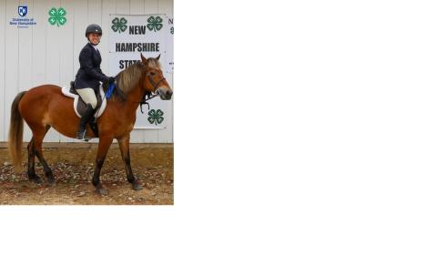 horse and 4-H rider