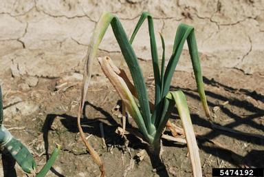 Fusarium damping-off (Fusarium oxysporum f.sp. cepae)
