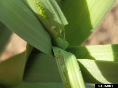 Leek moth larvae on garlic.