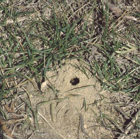 ground bee burrows