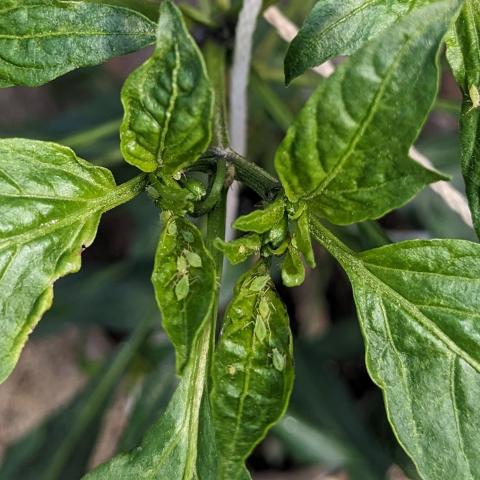 Aphids on pepper plant in high tunnel.