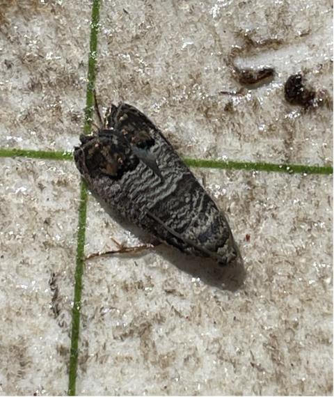 Codling moth adult on stick card on 6.17.26.