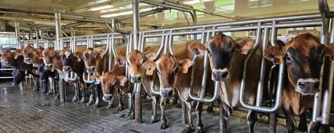 Dairy cows in a milking parlor