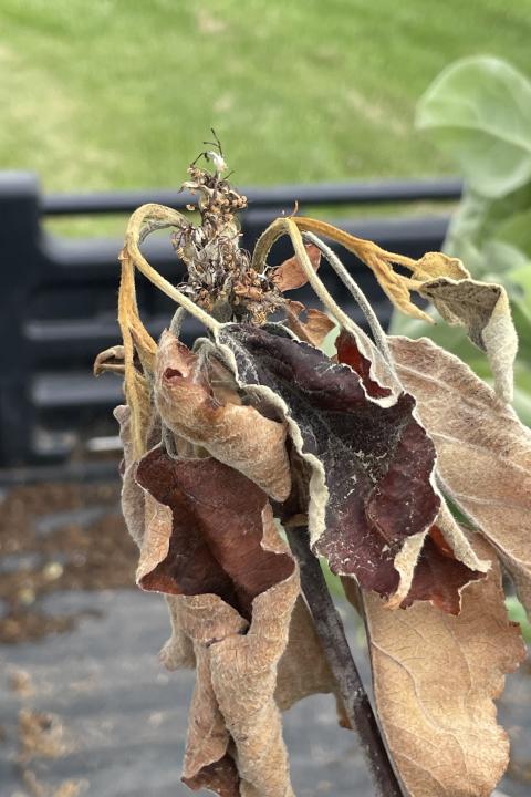 Fireblight strike likely occurring in rattail bloom.