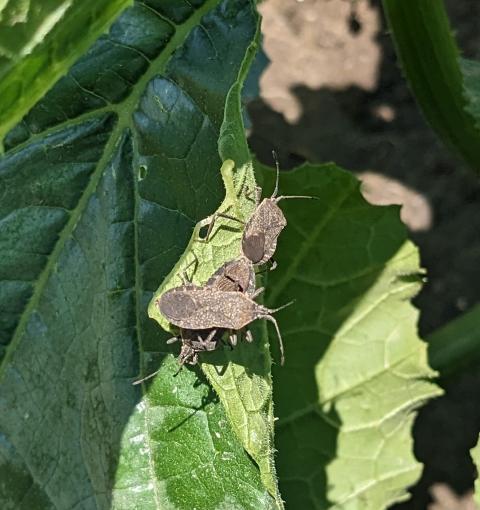Squash bug adults