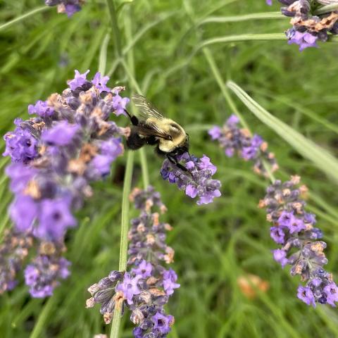 Decorative image of a bee pollinating a wildflower