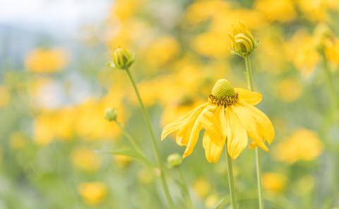 Decorative image of rudbeckia laciniata