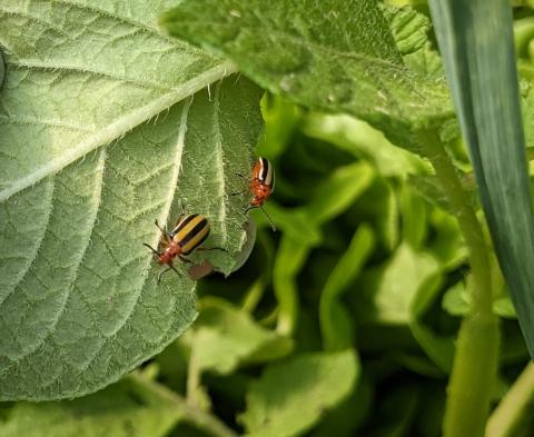 Three-lined potato beetle adults on potato.