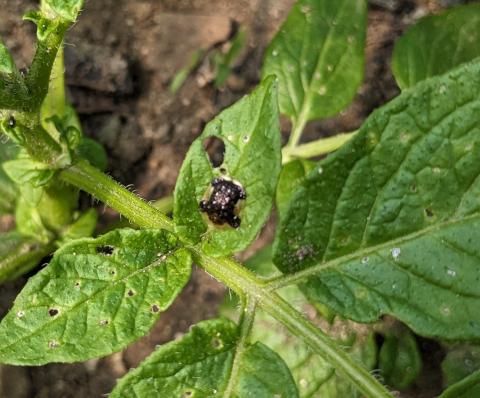 Tortoise beetle adult on potato.