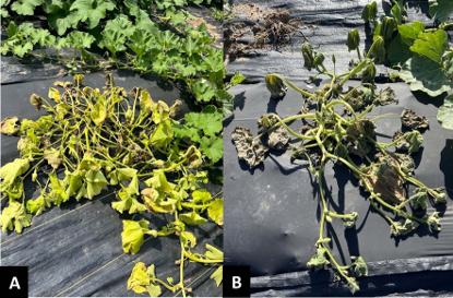 (A) Cucurbit Yellow Vine Disease with yellowing of the entire plant and plant collapse. (B) Bacterial Wilt with scorching of margins and plant collapse.