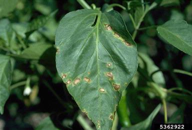Bacterial Leaf Spot Symptoms on pepper leaf 
