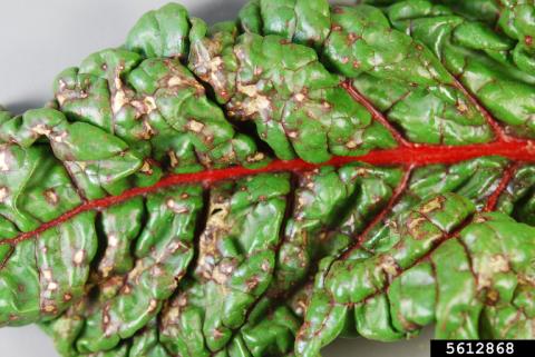 Cercospora Leaf Spot Foliar Symptoms