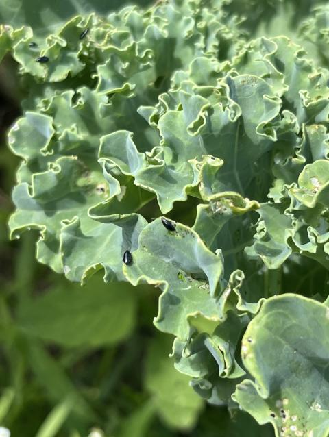 Crucifer flea beetles on kale