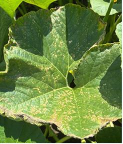 Ozone damage on pumpkin plants