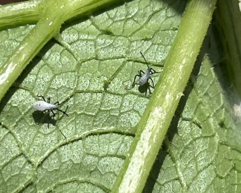 Young squash bug nymphs