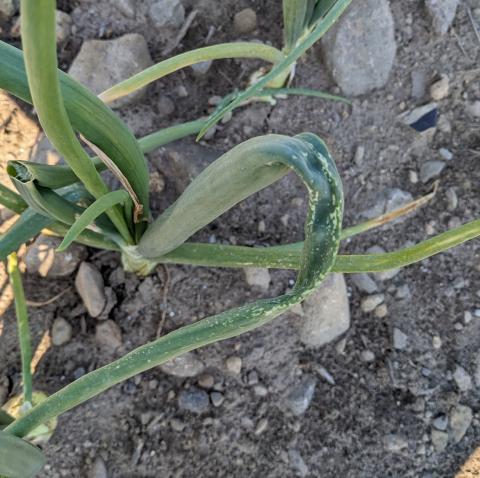 Thrips damage on onions