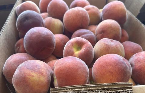 freshly harvested peaches