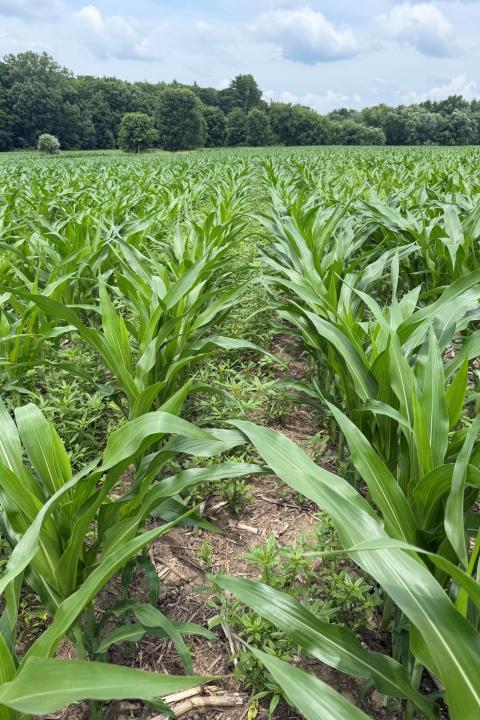 Waterhemp growing in corn