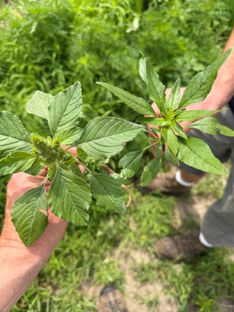 waterhemp vs pigweed