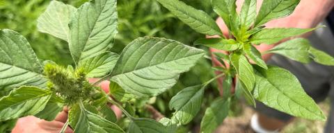 Waterhemp vs pigweed